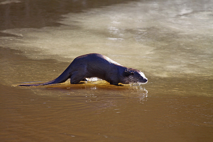 Valokuvaaja: Berndt Hannelius