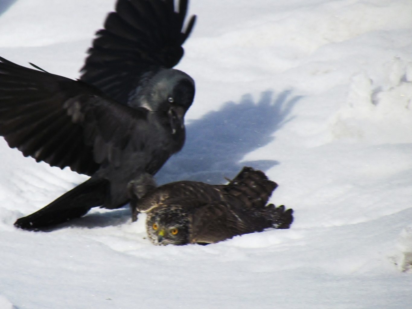 Valokuvaaja: Jari Pirppu