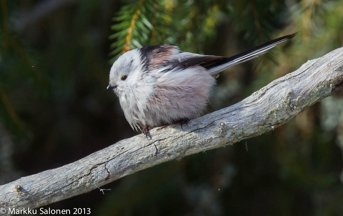 Valokuvaaja: Markku Salonen