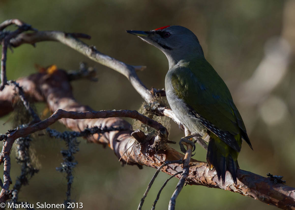 Valokuvaaja: Markku Salonen