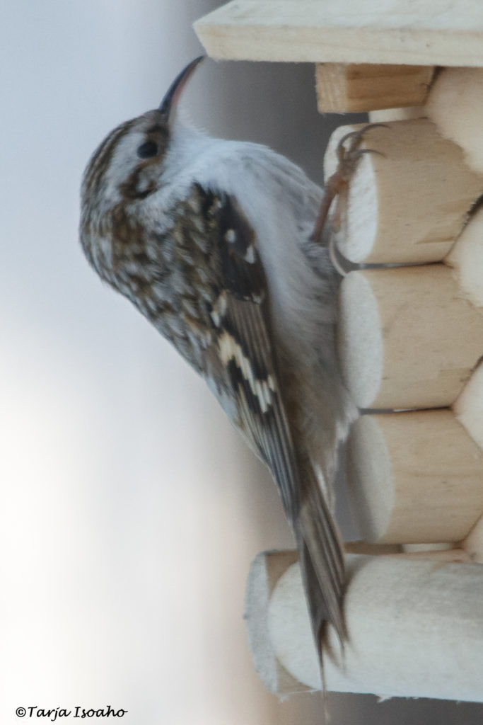 Valokuvaaja: Tarja Isoaho