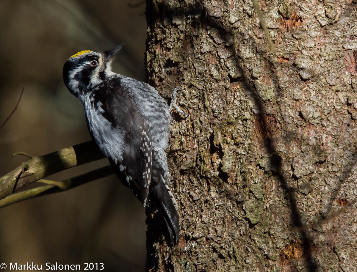 Valokuvaaja: Markku Salonen