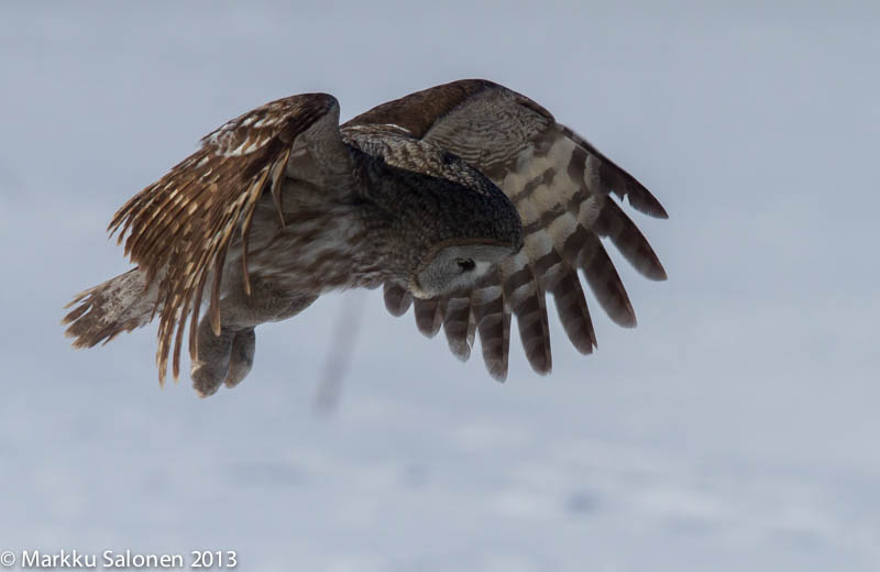Valokuvaaja: Markku Salonen