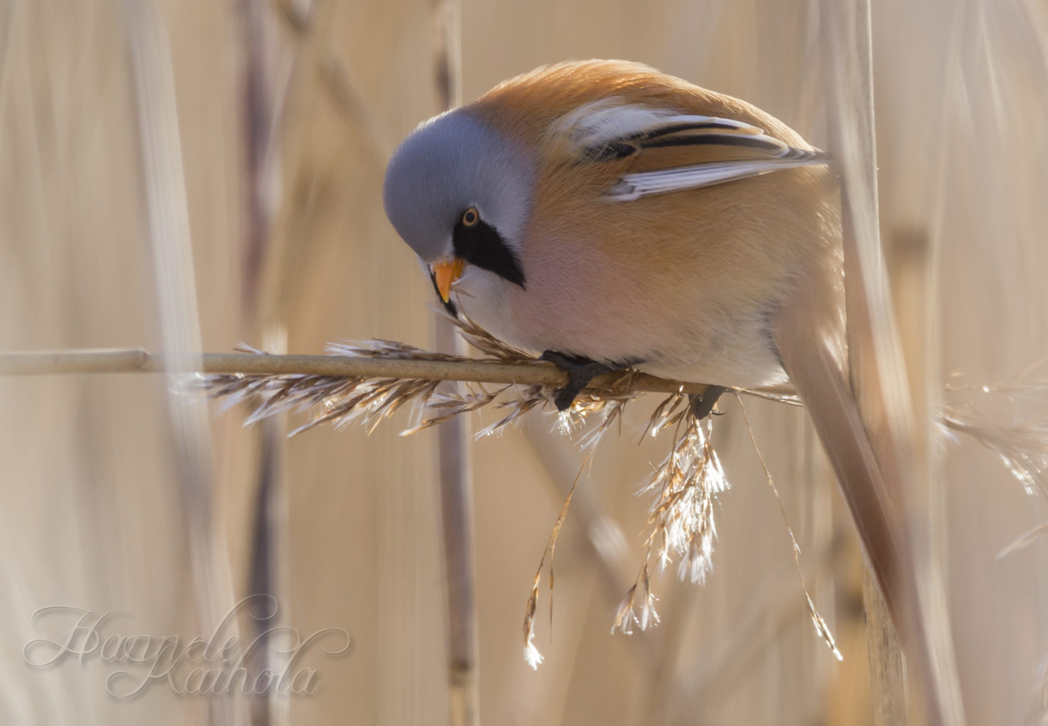 Valokuvaaja: Hannele Kaihola
