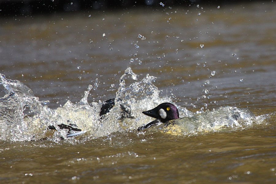 Valokuvaaja: Berndt Hannelius