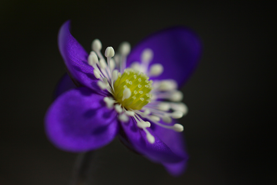 Valokuvaaja: Berndt Hannelius
