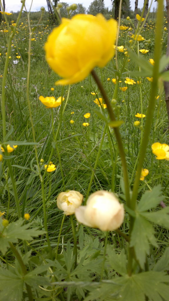 Valokuvaaja: Lea Silén