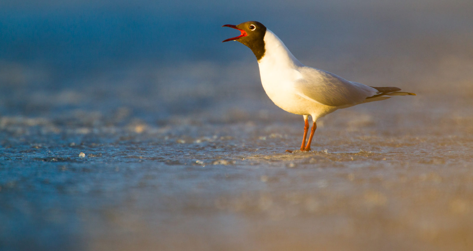 Valokuvaaja: Tuomas Heinonen