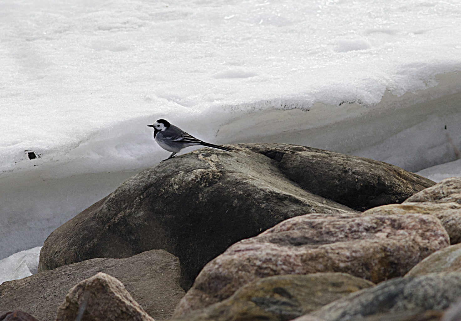 Valokuvaaja: Jouni marttila Valokuvaaja: Jouni marttila