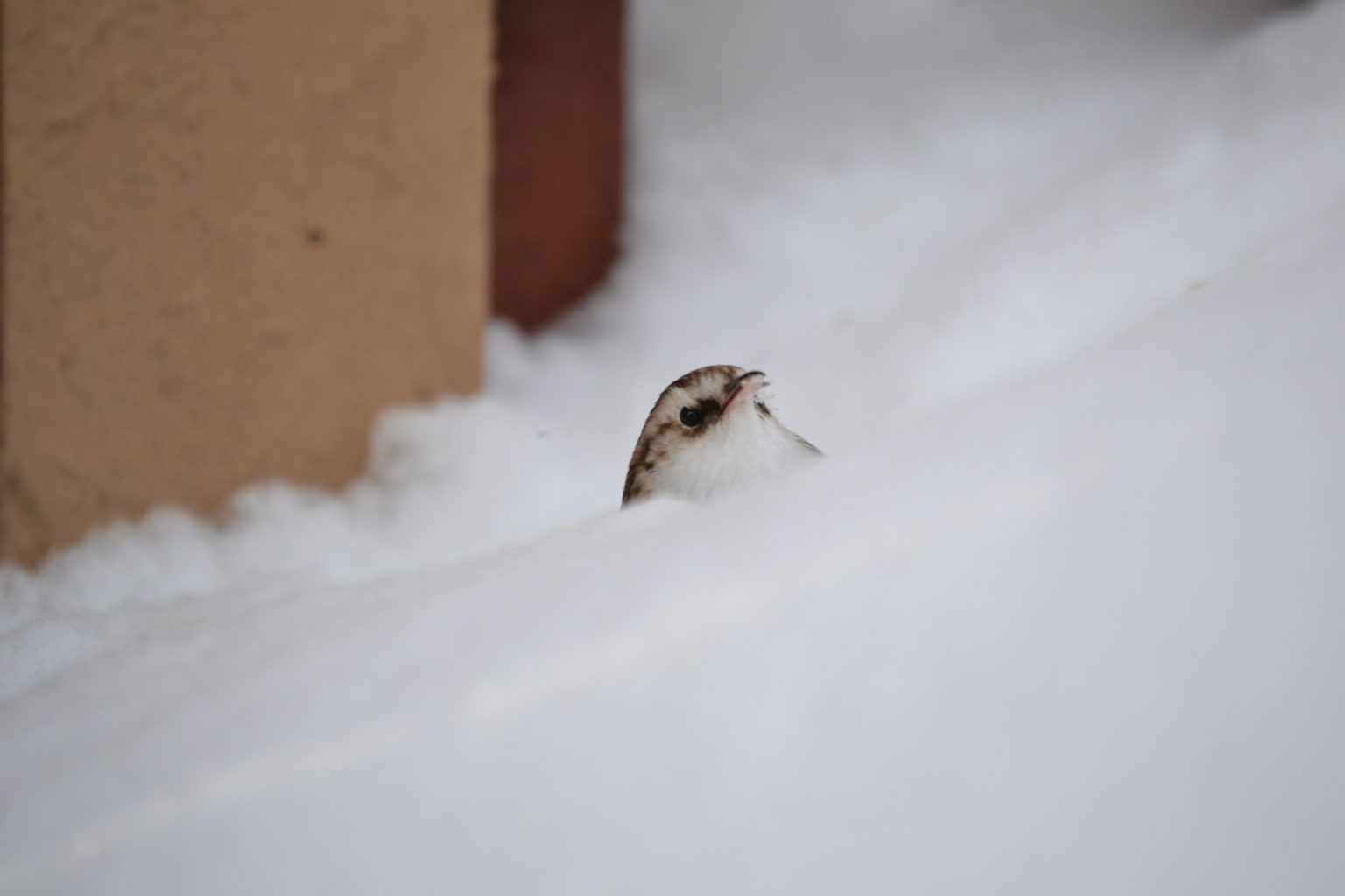 Valokuvaaja: Jesper Andersson