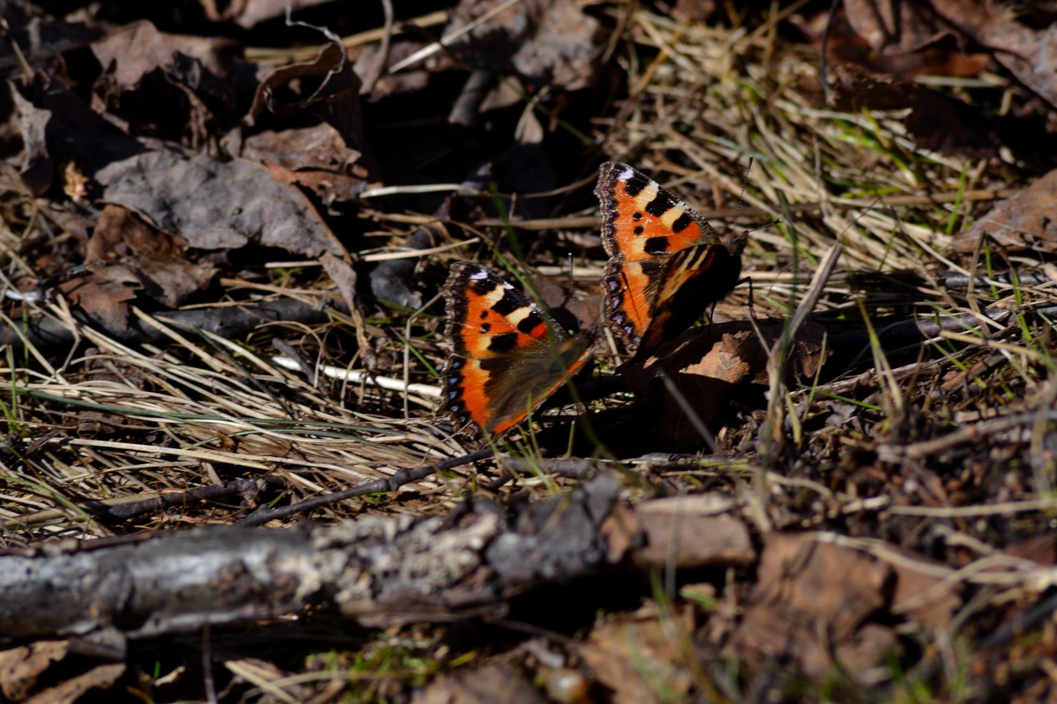 Valokuvaaja: Santeri Haranto