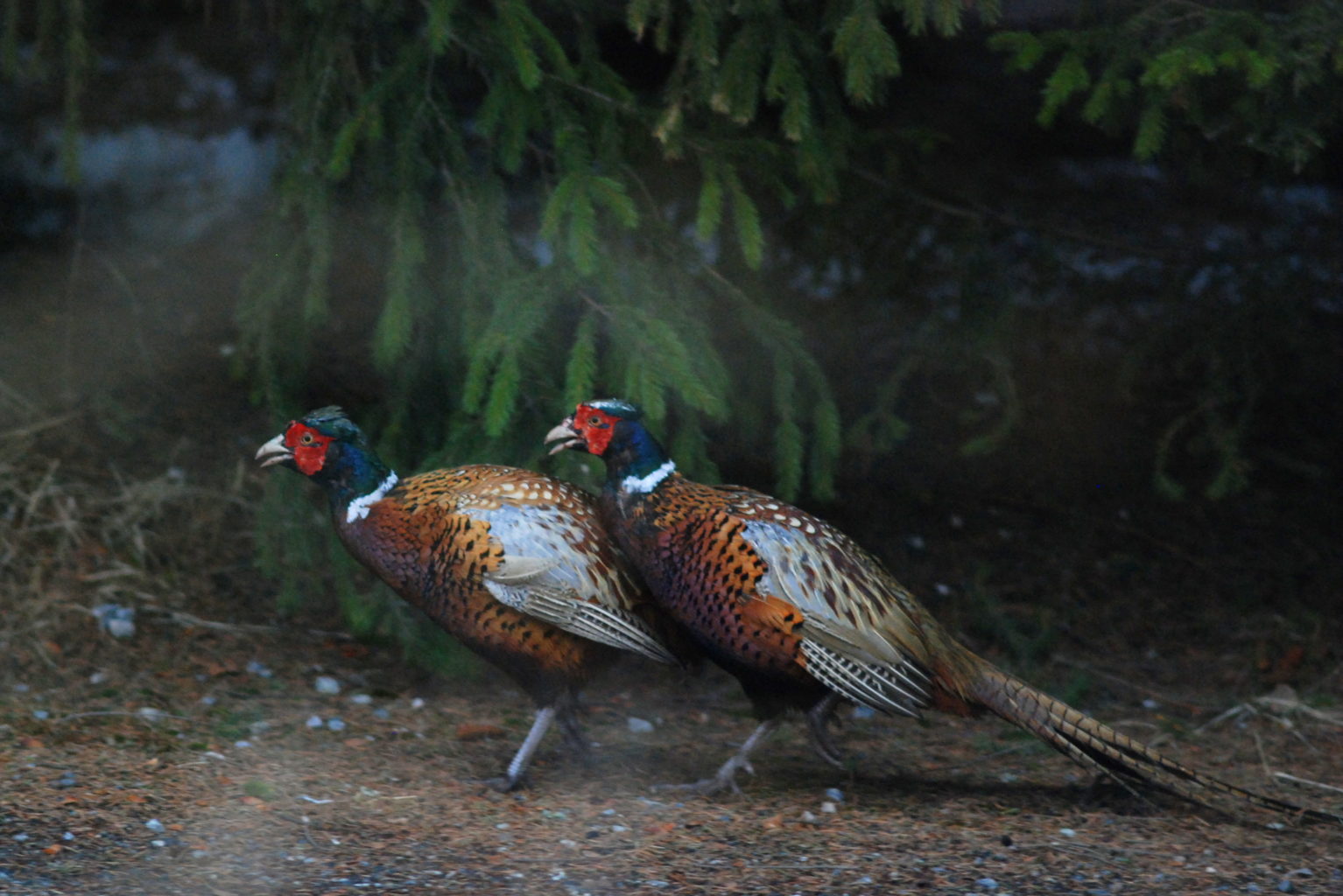 Valokuvaaja: Kaarlo Asikainen