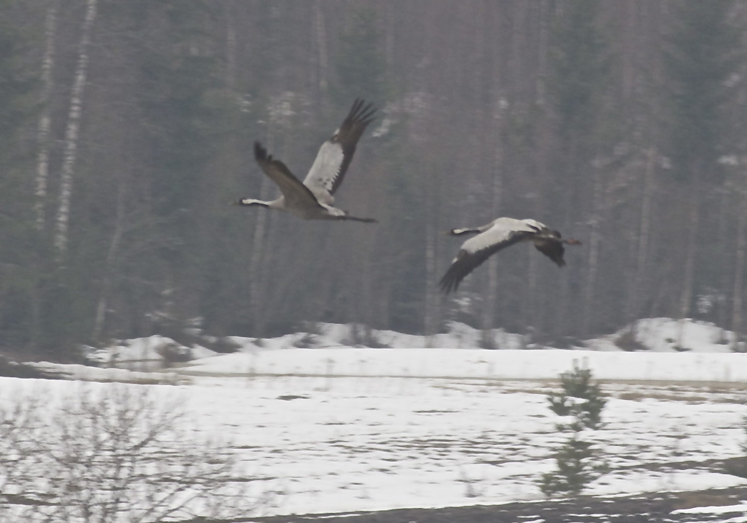 Valokuvaaja: Läylönen Jari Valokuvaaja: Läylönen Jari