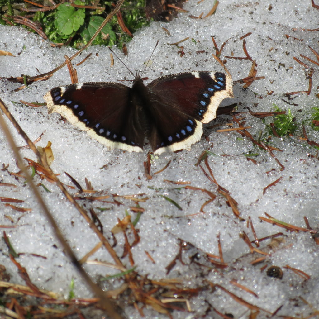 Valokuvaaja: Ari Haranto