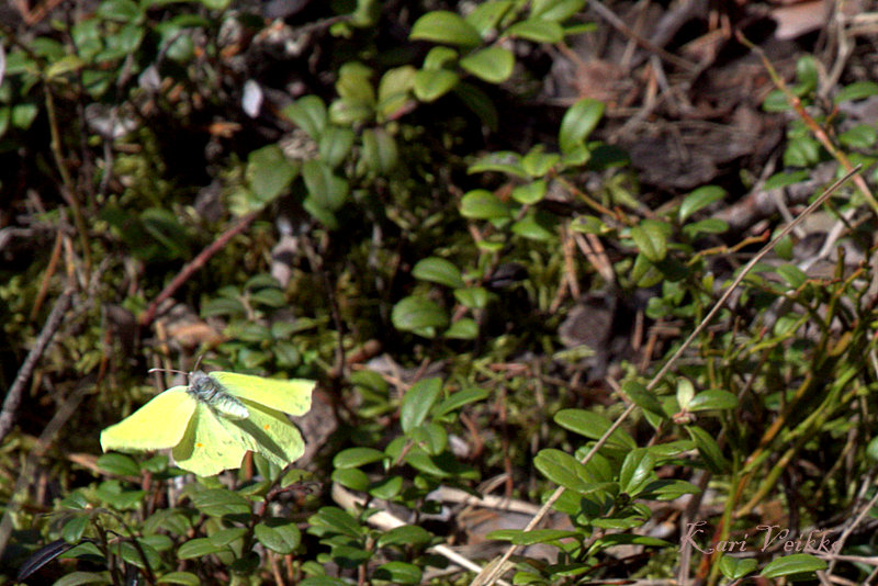 Valokuvaaja: Kari Veikko