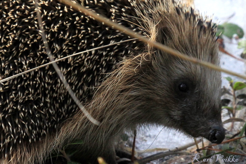 Valokuvaaja: Kari Veikko