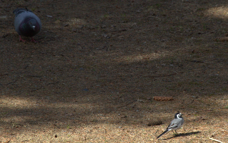 Valokuvaaja: Kari Veikko