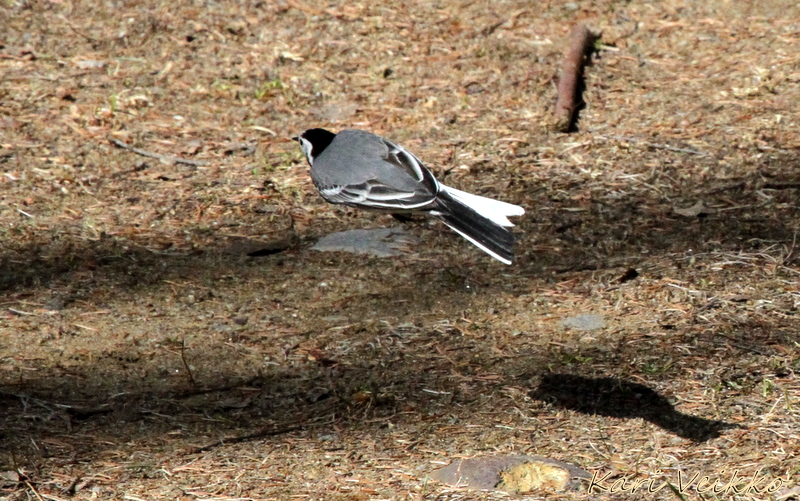Valokuvaaja: Kari Veikko Valokuvaaja: Kari Veikko