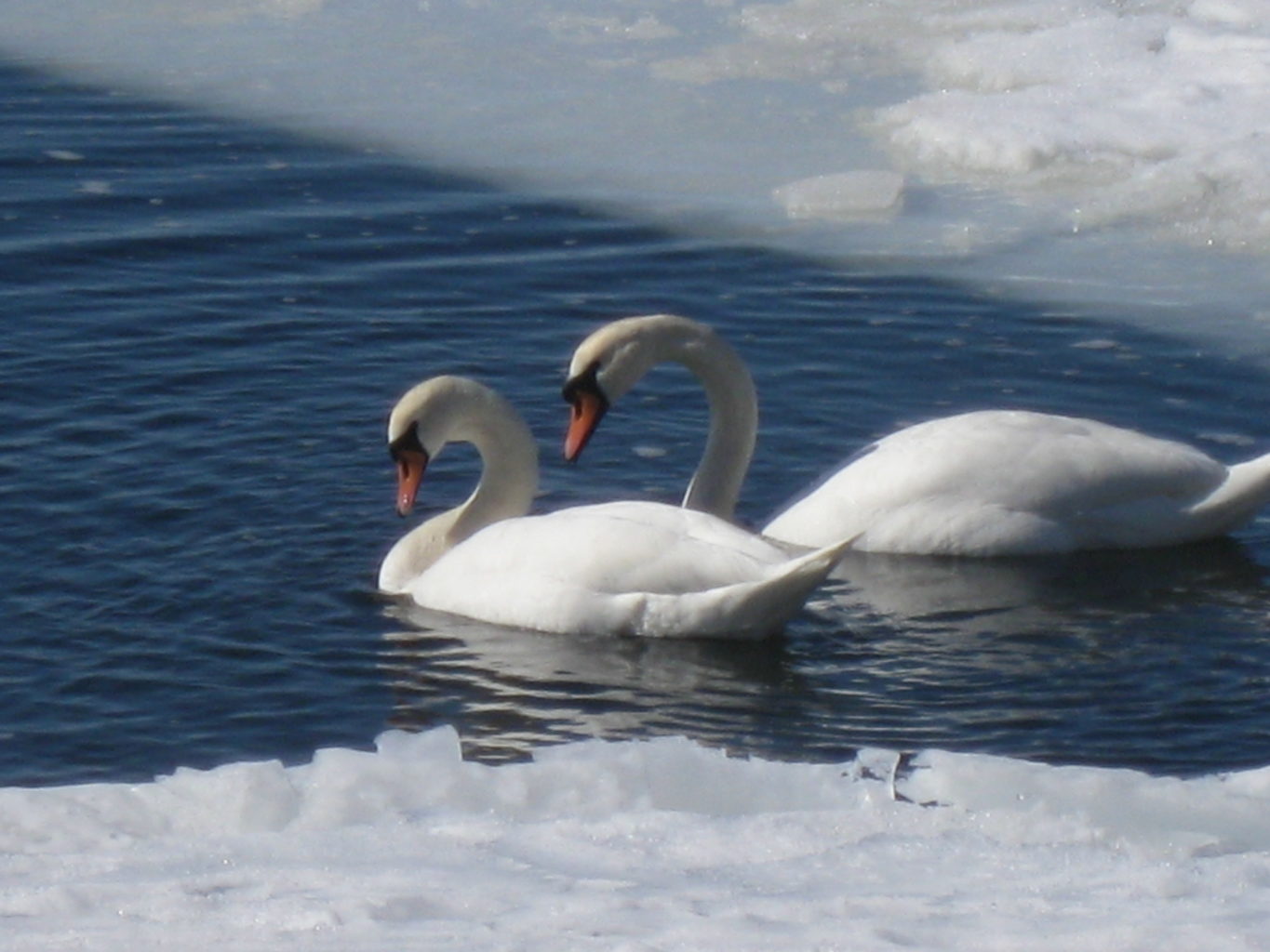 Valokuvaaja: Tiia Alikoski