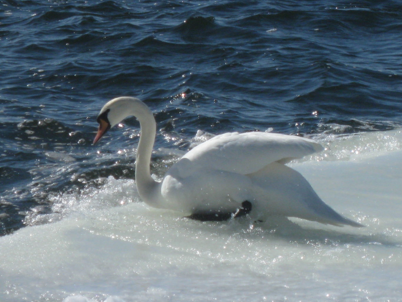 Valokuvaaja: Tiia Alikoski