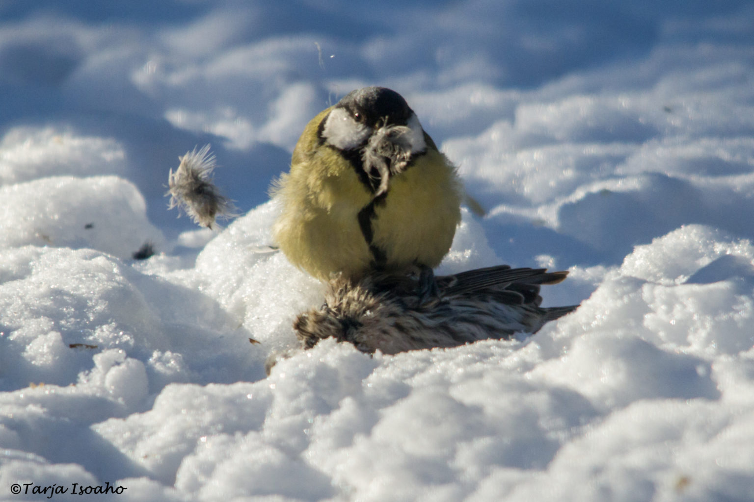 Valokuvaaja: Tarja Isoaho