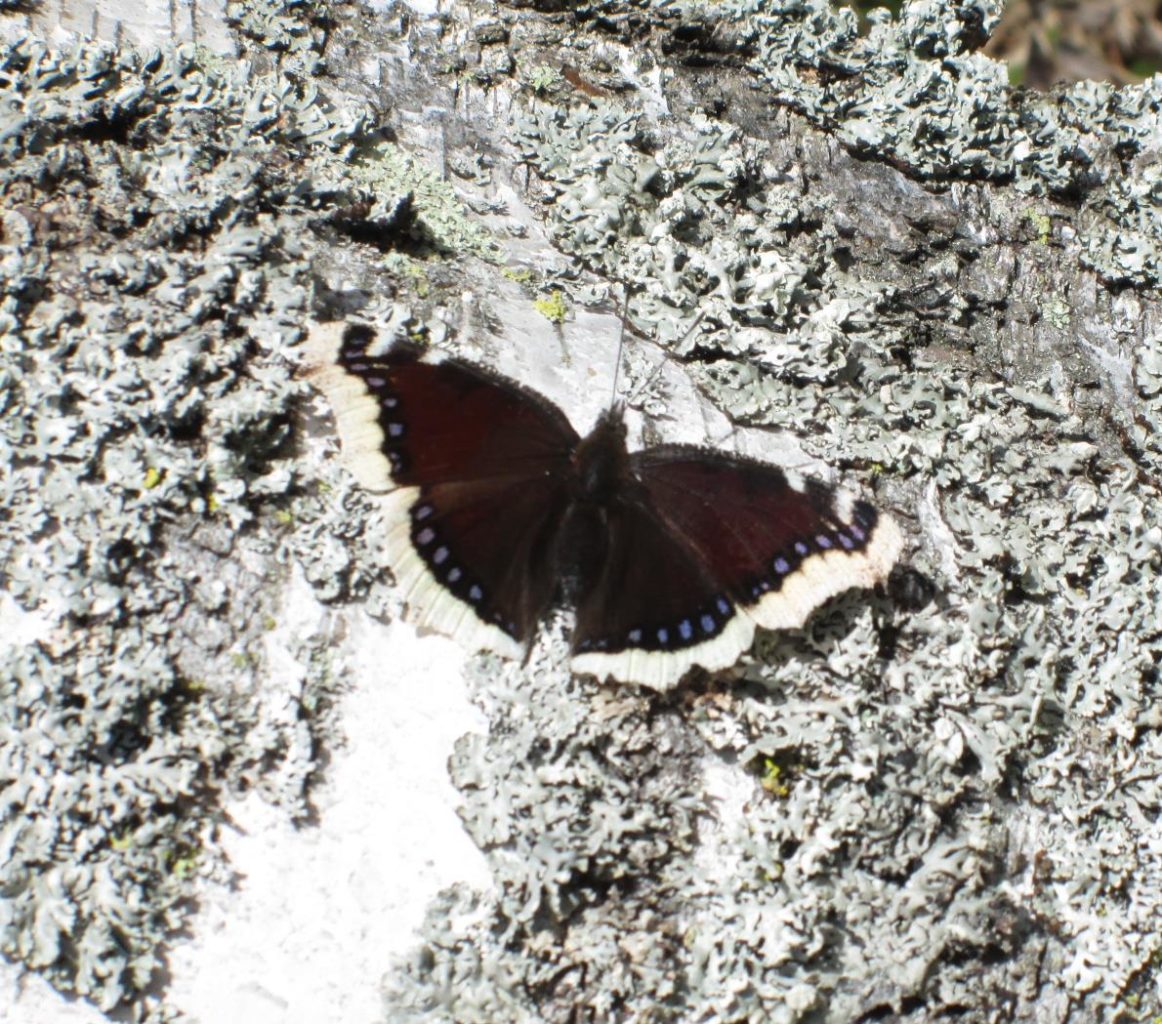 Valokuvaaja: Tuula Makkonen