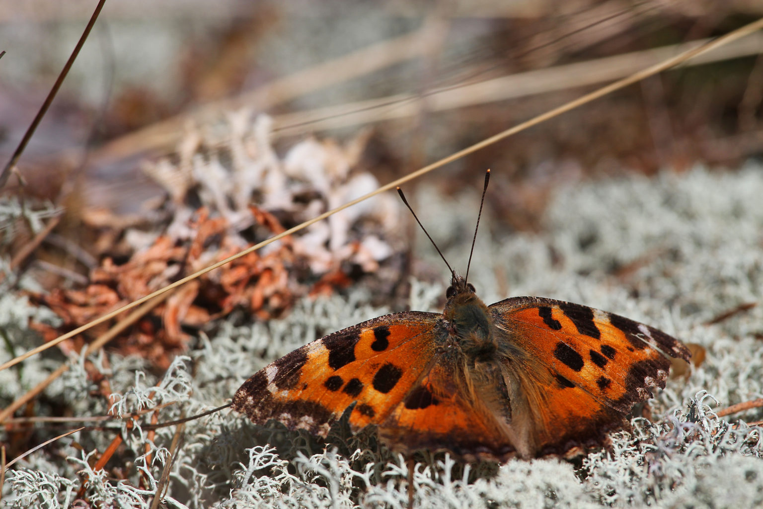 Valokuvaaja: Mikael Laaksonen Valokuvaaja: Mikael Laaksonen