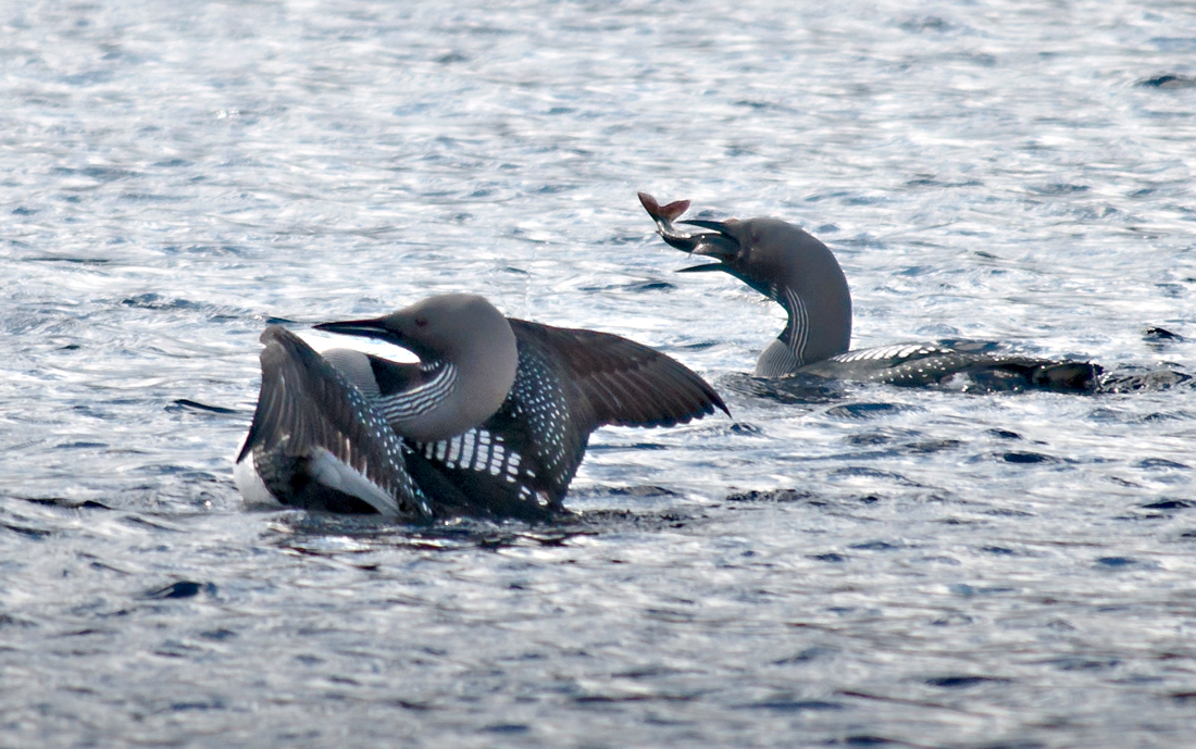 Valokuvaaja: Tuula Laakso