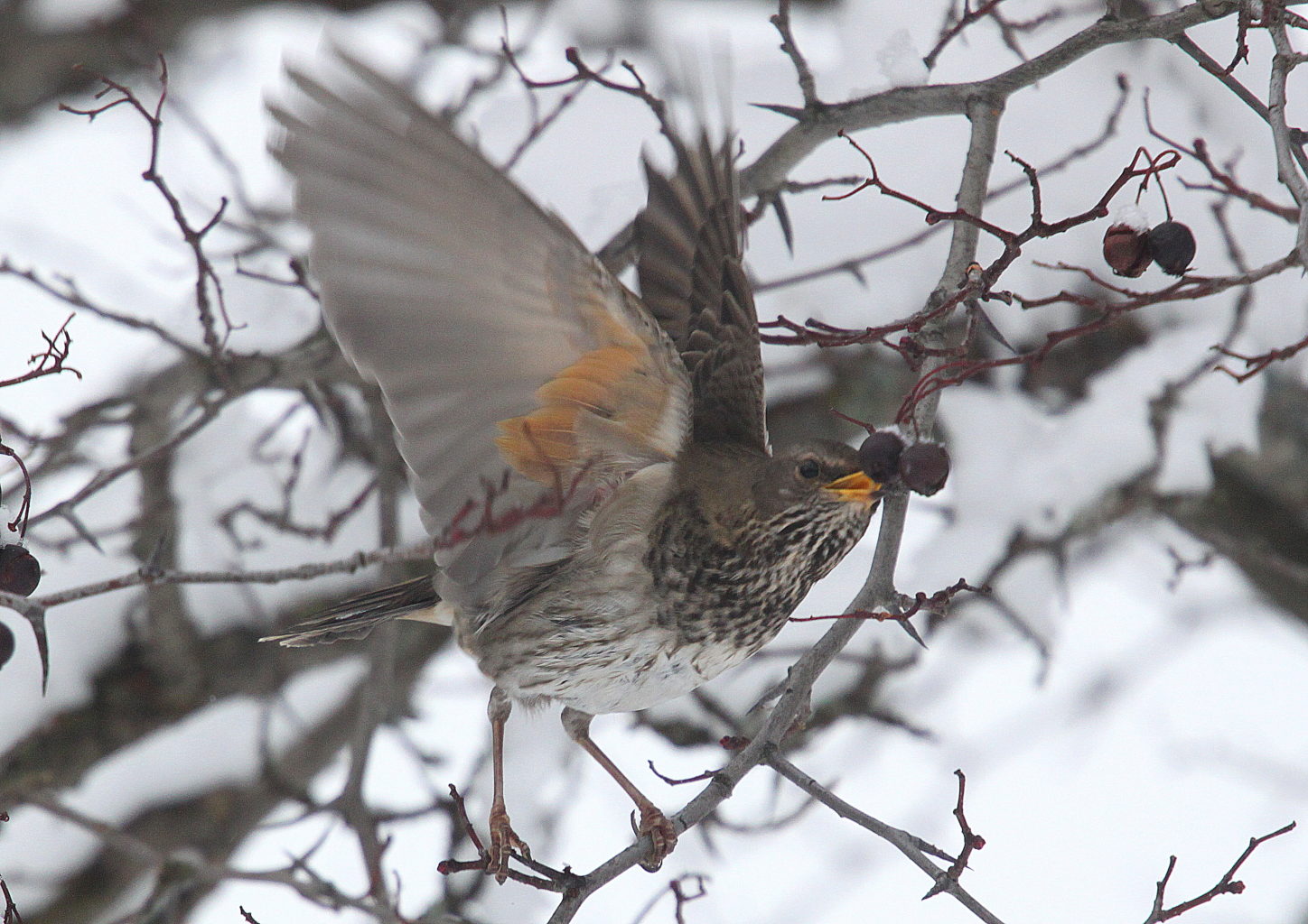 Valokuvaaja: Vaittinen Jukka