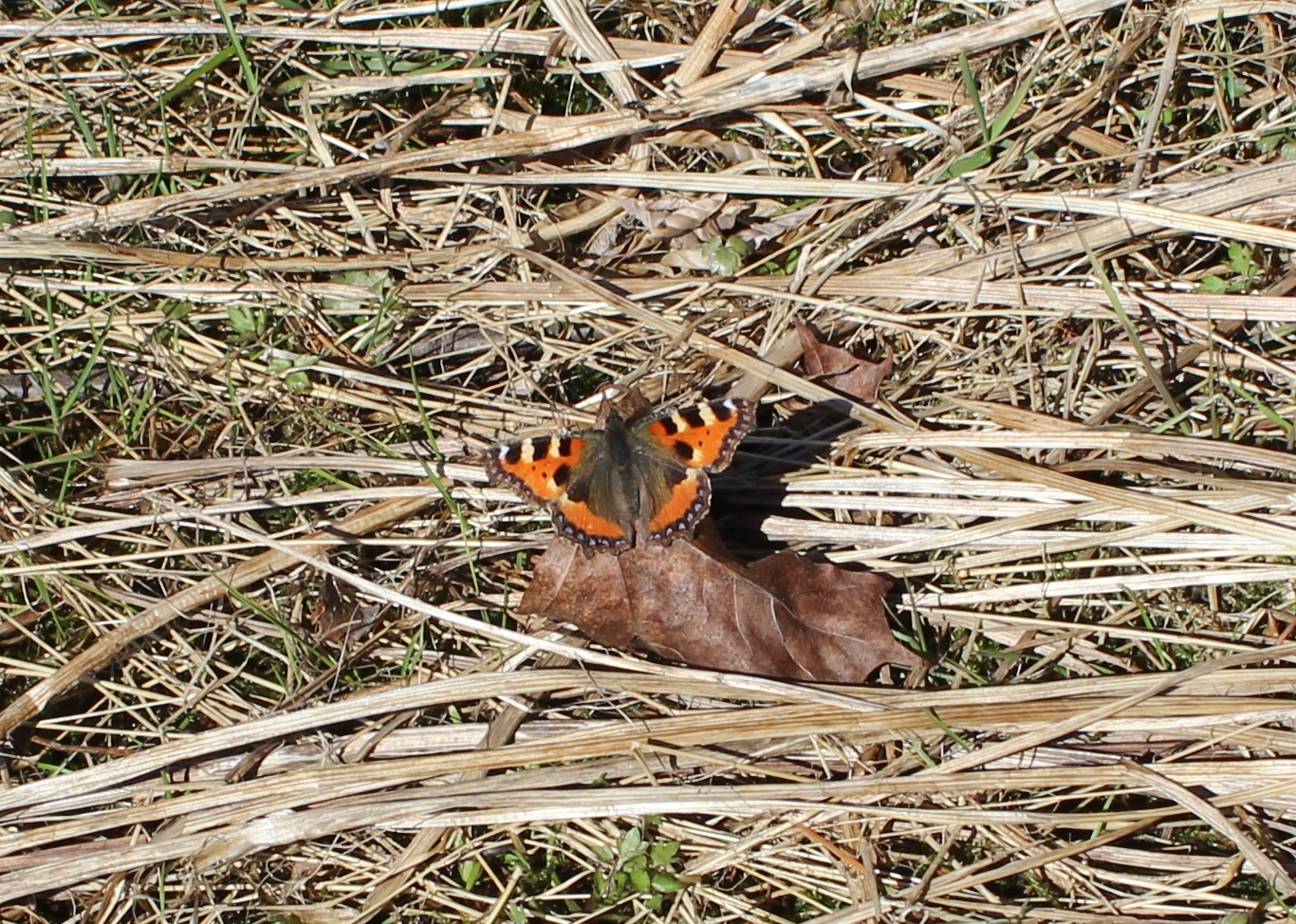 Valokuvaaja: Pirjo Hokkanen
