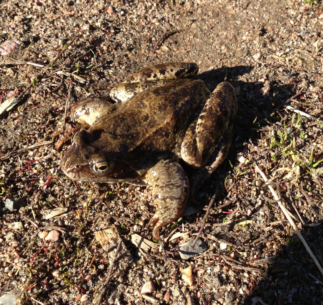 Valokuvaaja: Toivo Saatsi Valokuvaaja: Toivo Saatsi