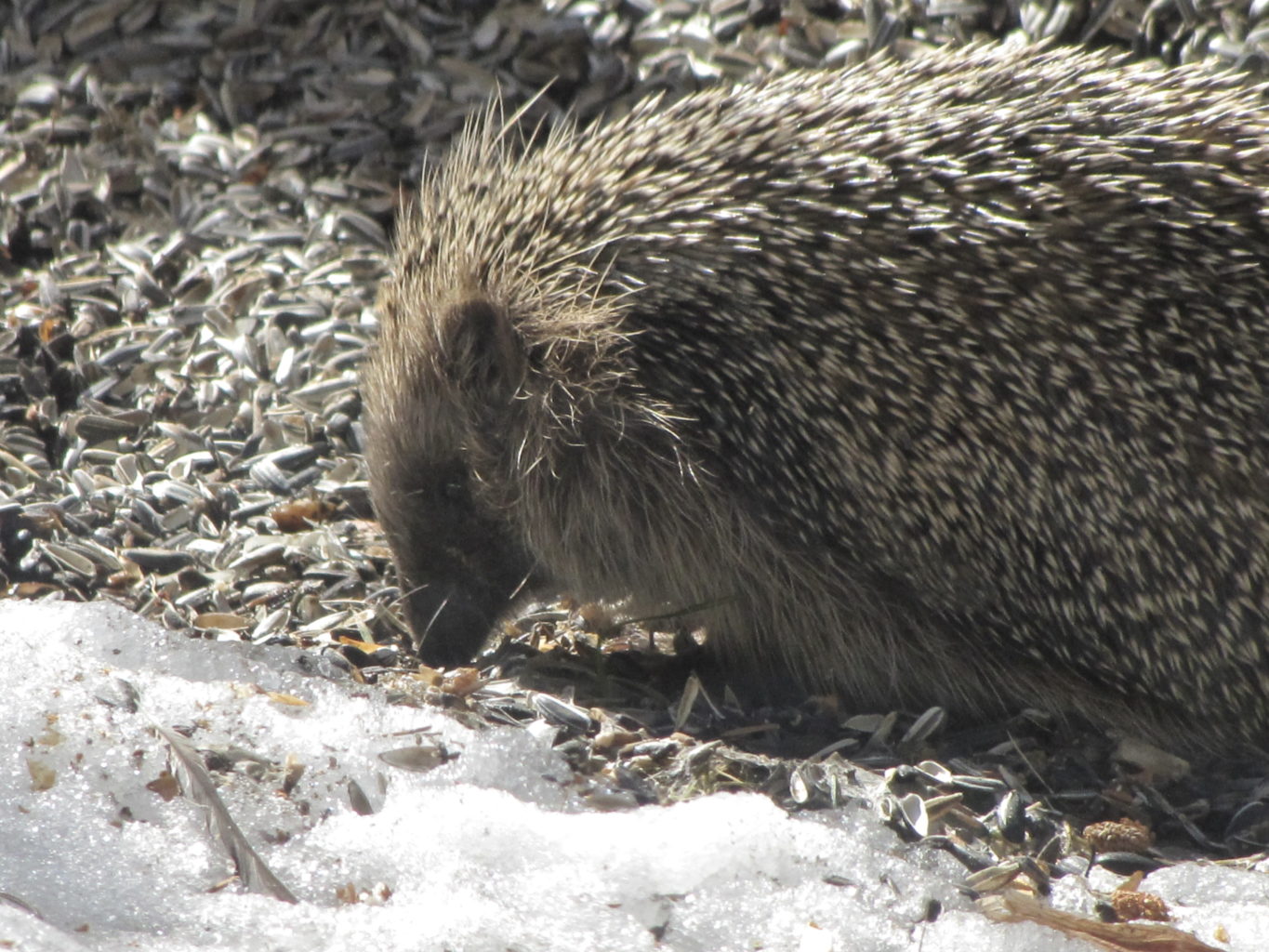 Valokuvaaja: Hannele