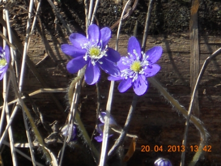 Valokuvaaja: Tiina Arlin Valokuvaaja: Tiina Arlin