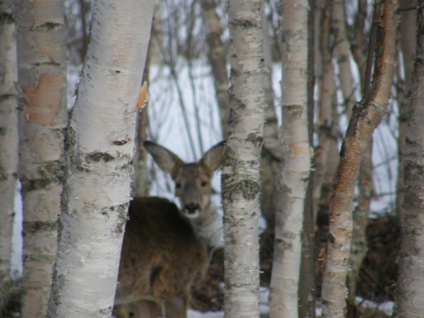 Valokuvaaja: Lea Silén
