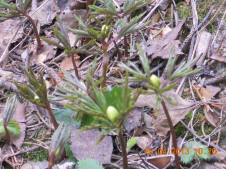 Valokuvaaja: Tiina Arlin