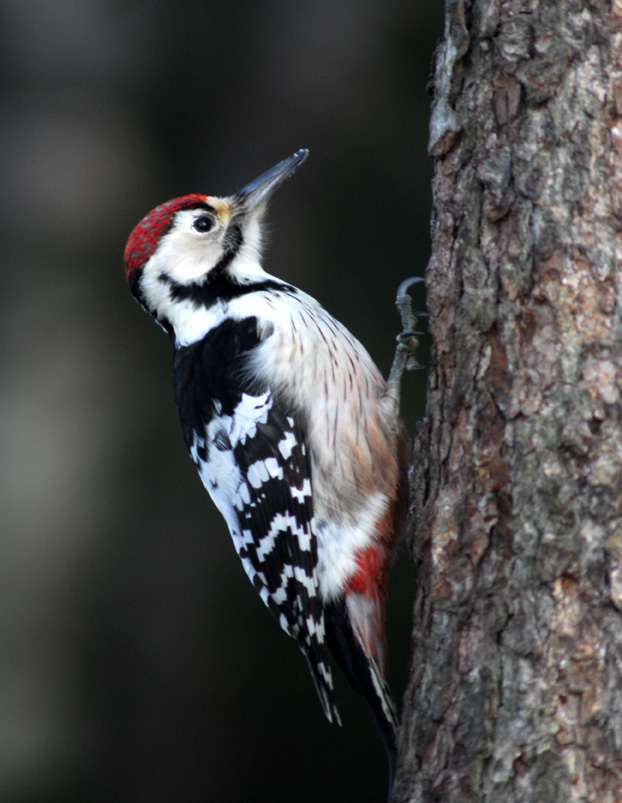 Valokuvaaja: Håkan Johansson