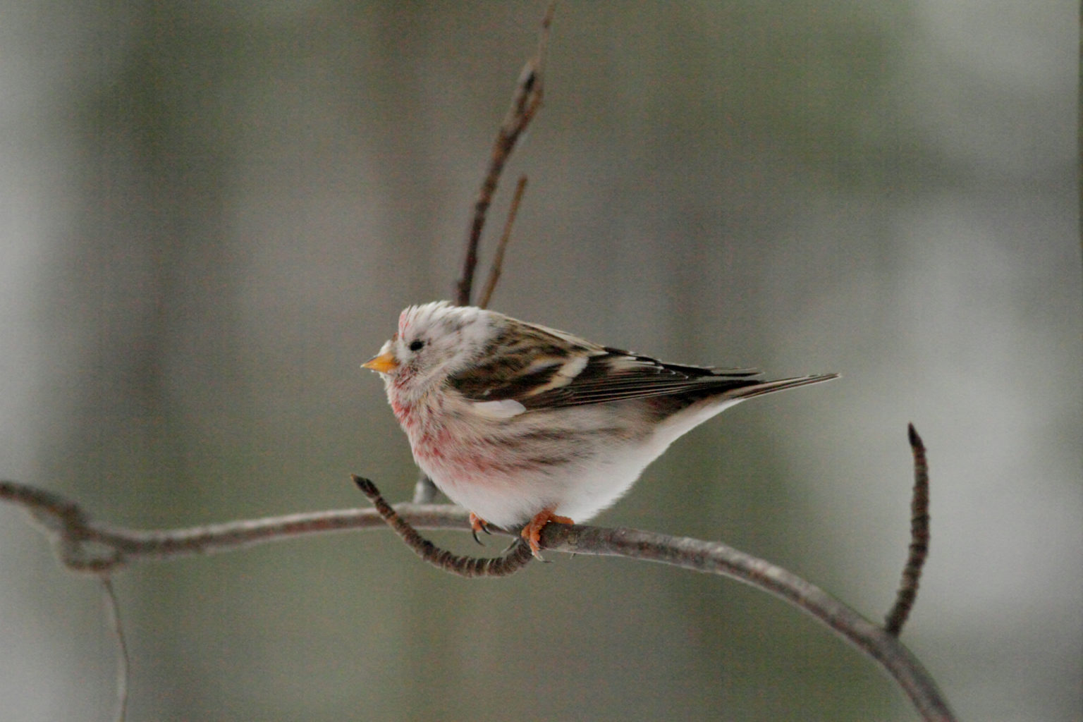 Valokuvaaja: Jyrki Kuivalainen