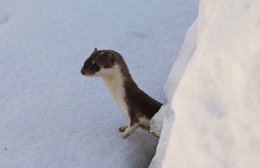 Valokuvaaja: Berndt Hannelius