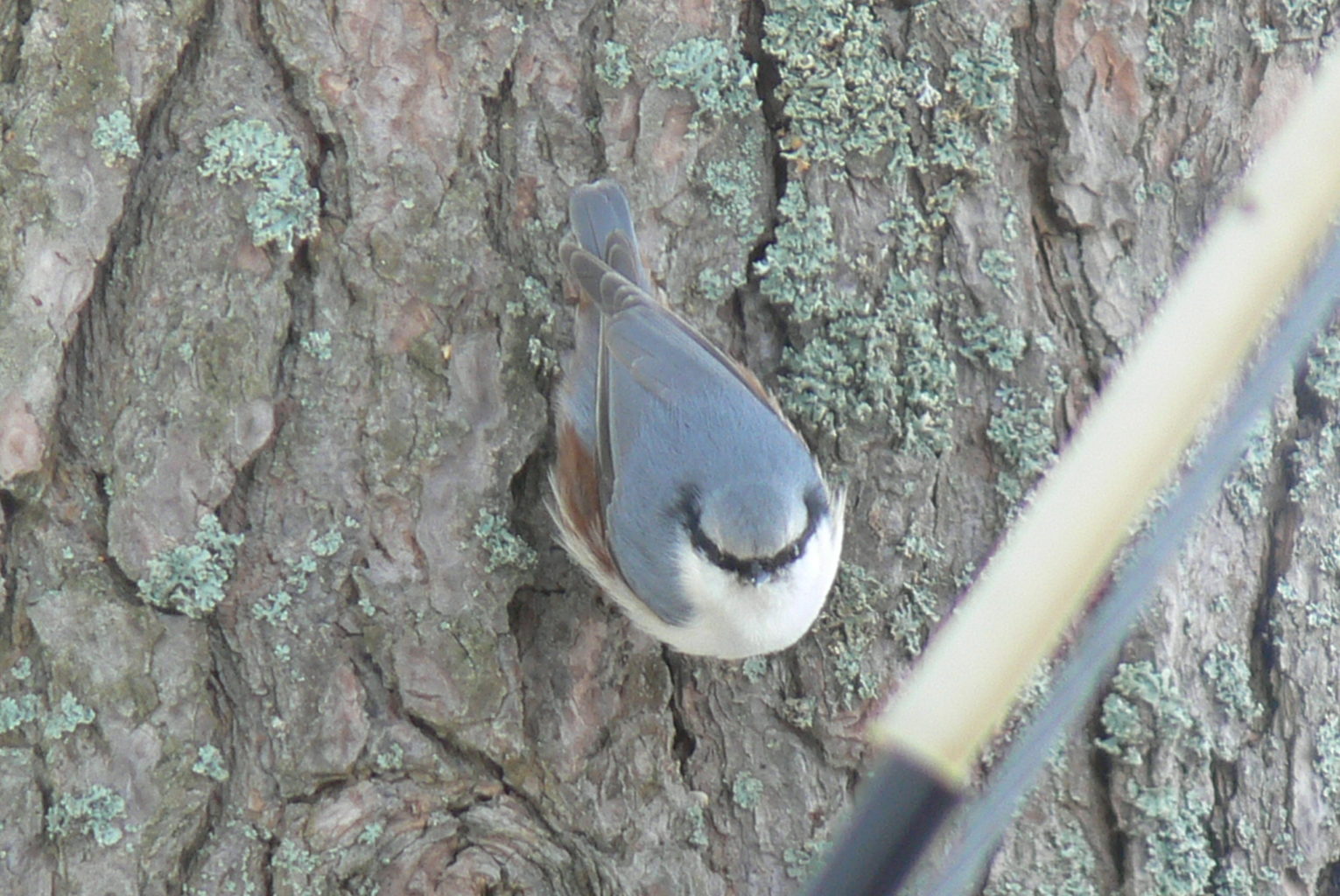 Valokuvaaja: Jopi Lyytinen