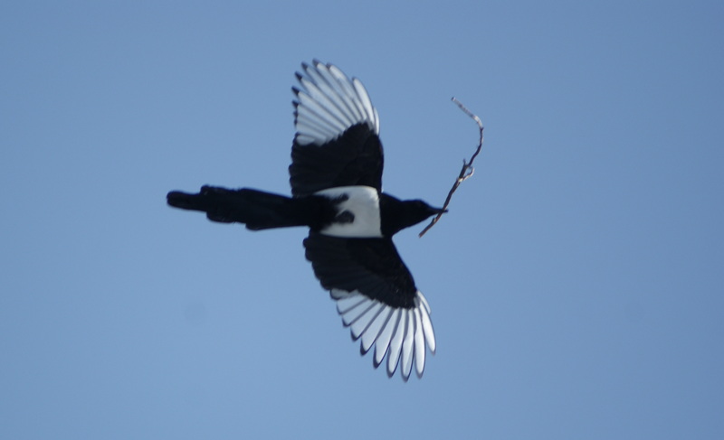 Valokuvaaja: Helena Sytelä