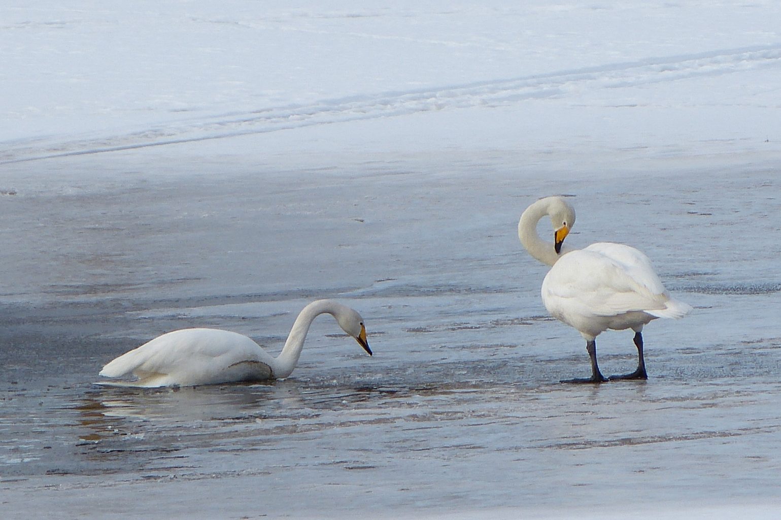 Valokuvaaja: Mari Vesterinen