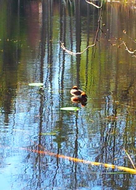 Valokuvaaja: Merja Lönnroth 