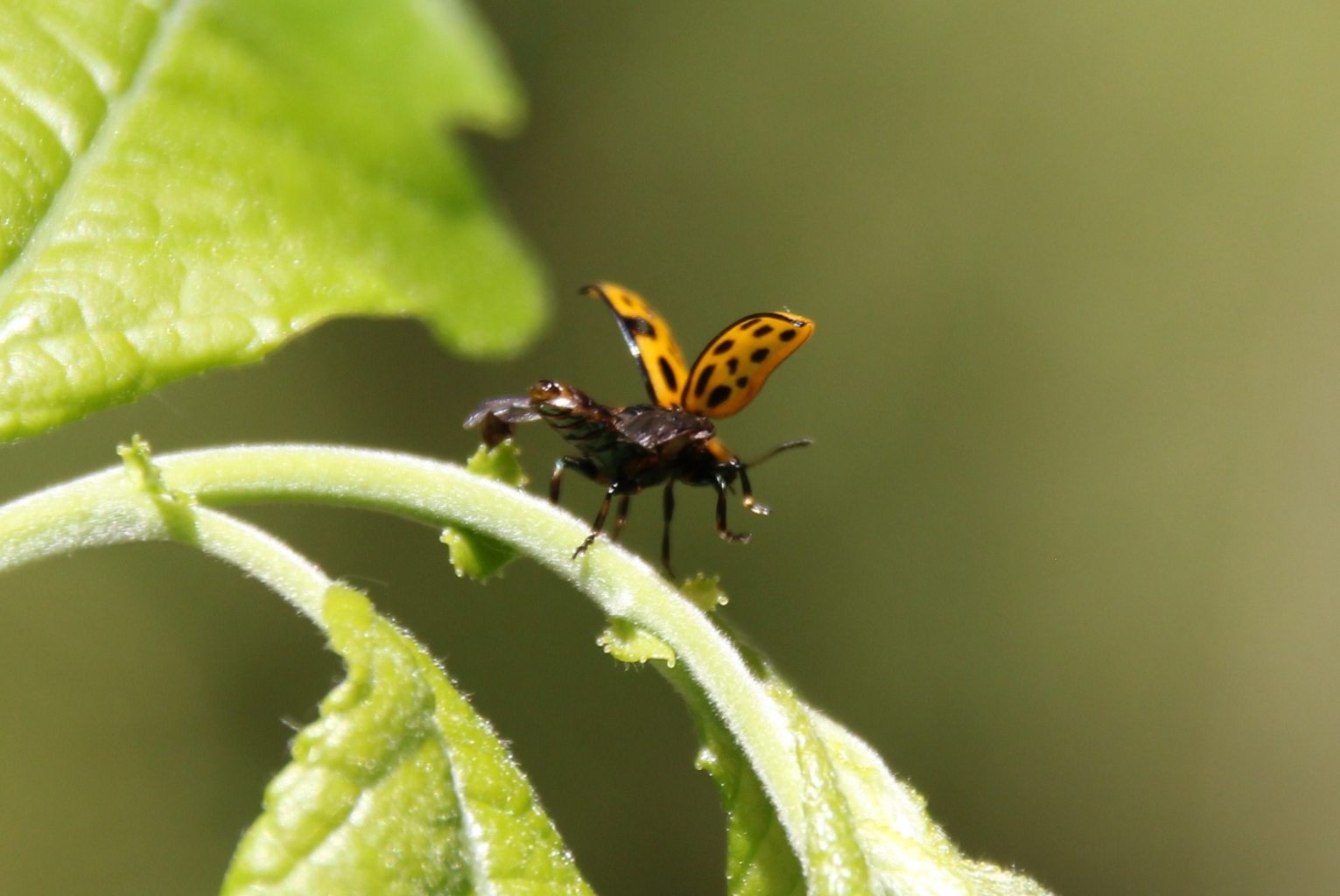 Valokuvaaja: Lasse Oksane