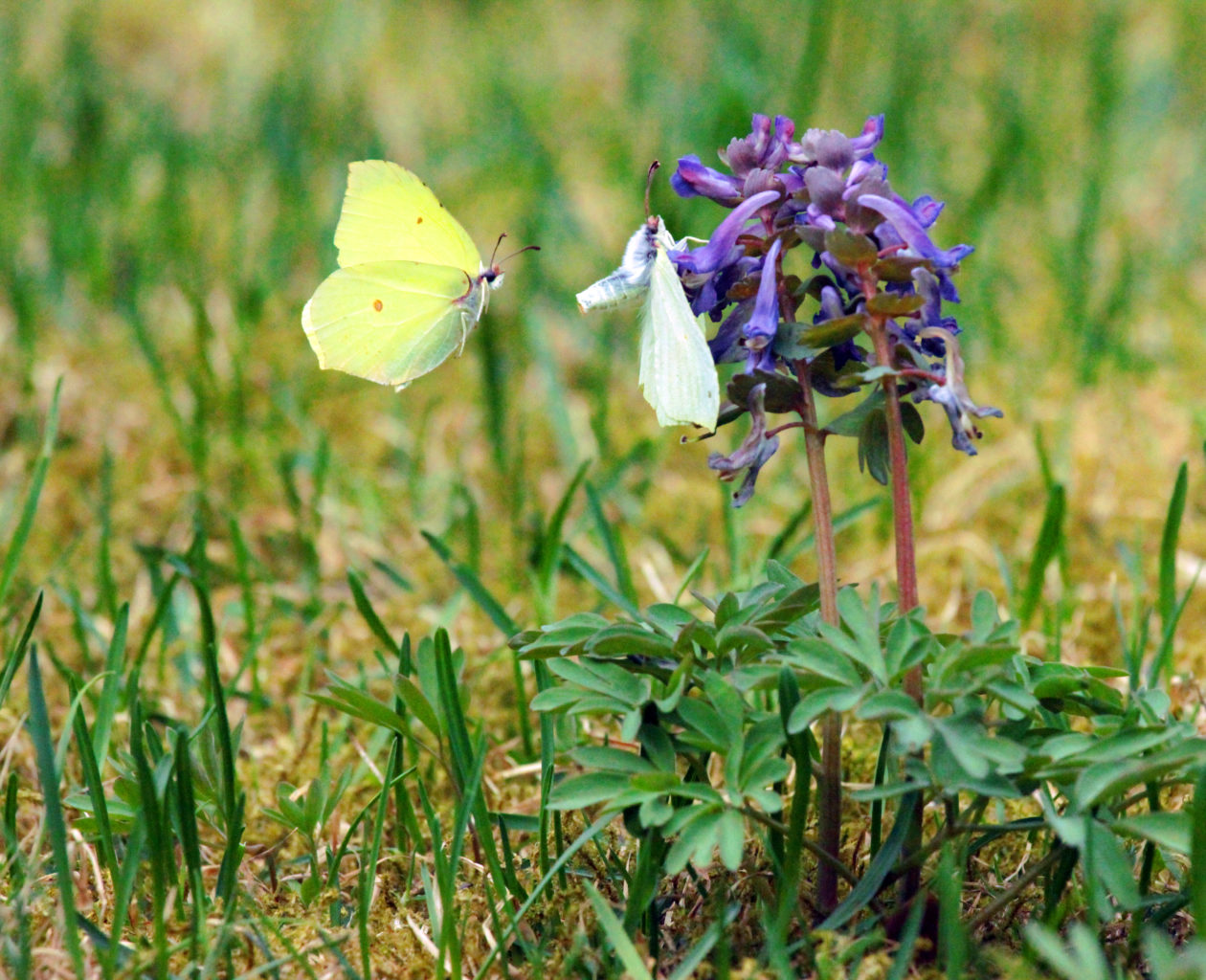 Valokuvaaja: Satu Mali Valokuvaaja: Satu Mali