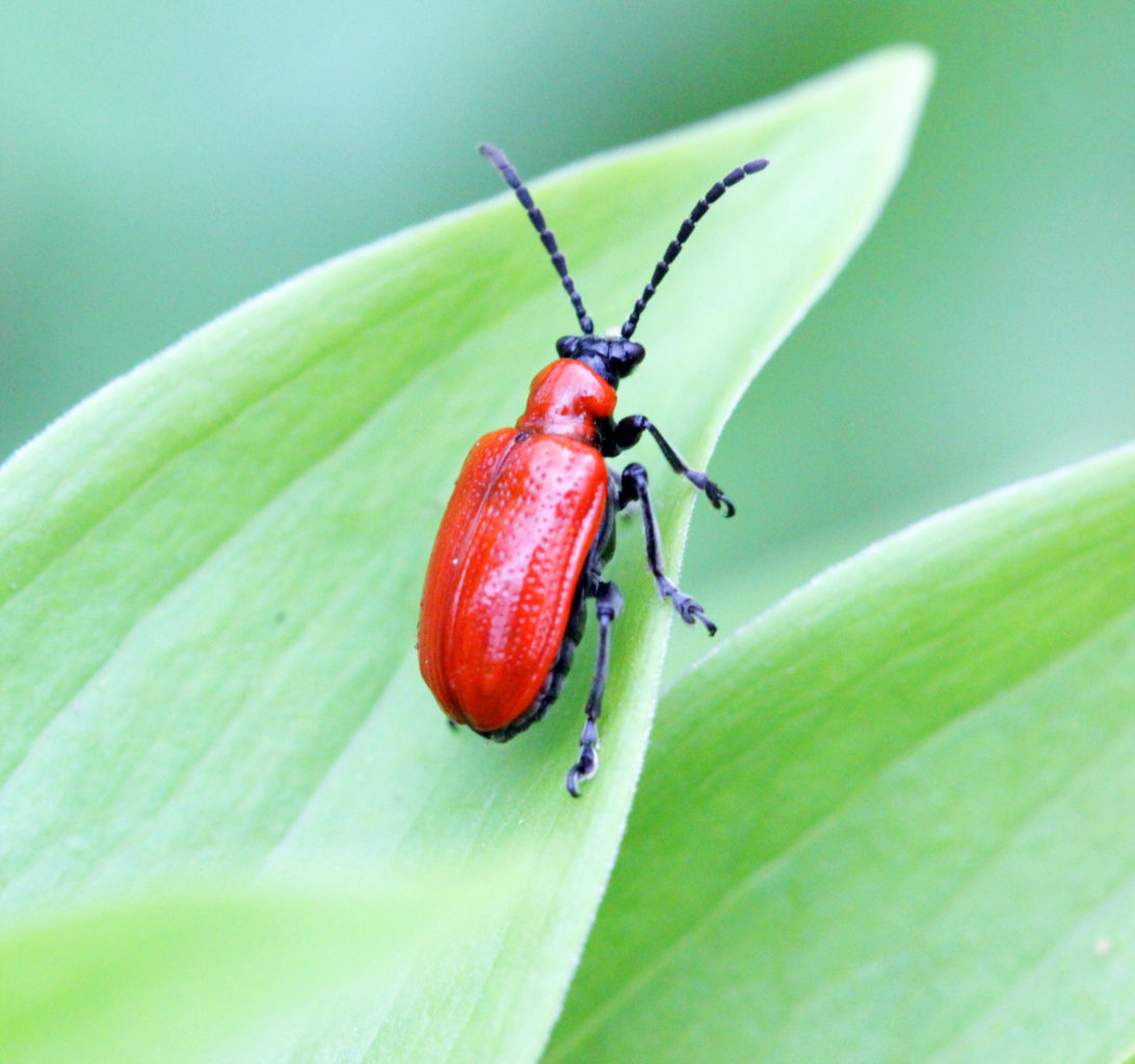 Valokuvaaja: Satu Mali
