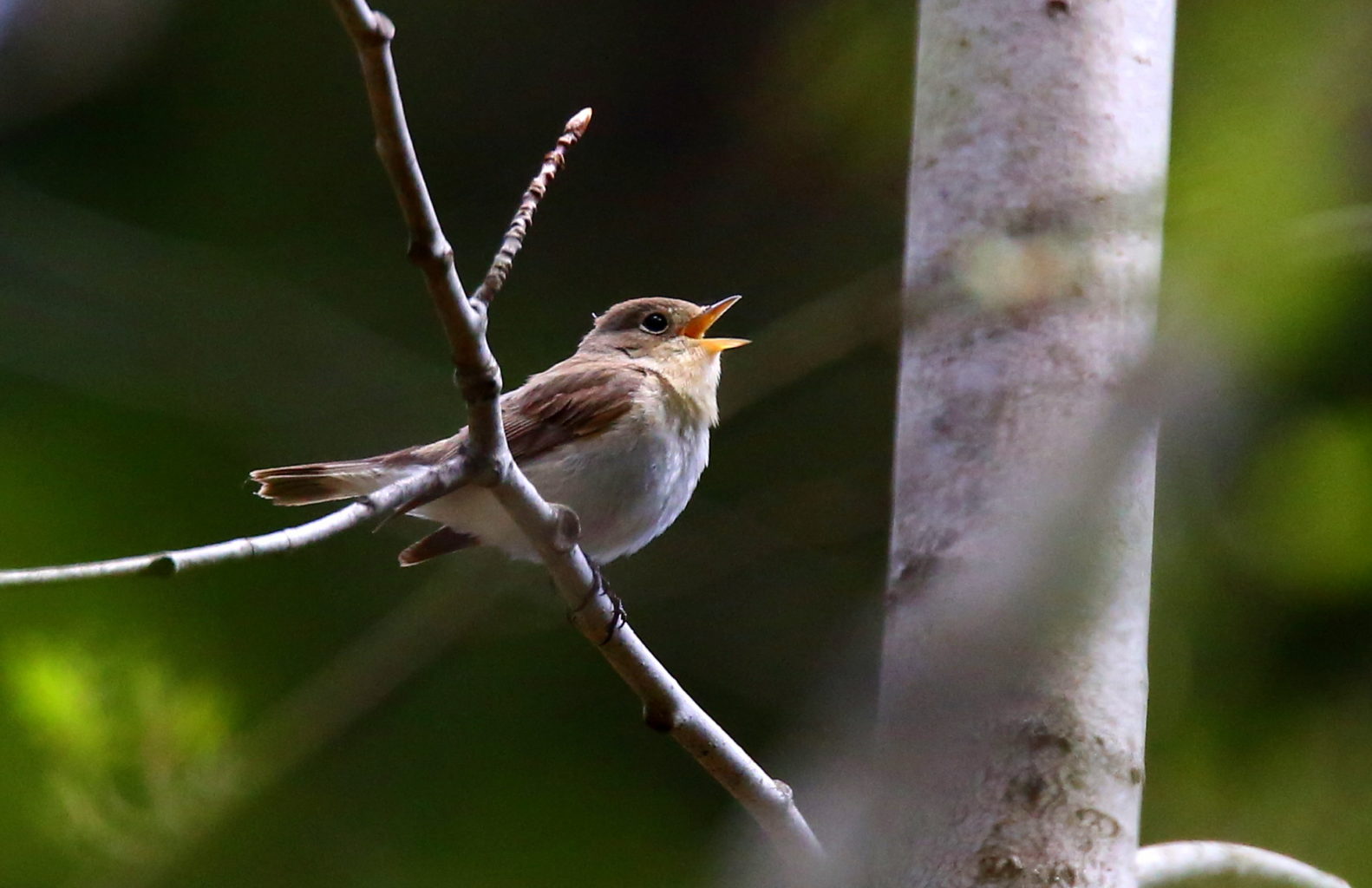 Valokuvaaja: Petri Hirva