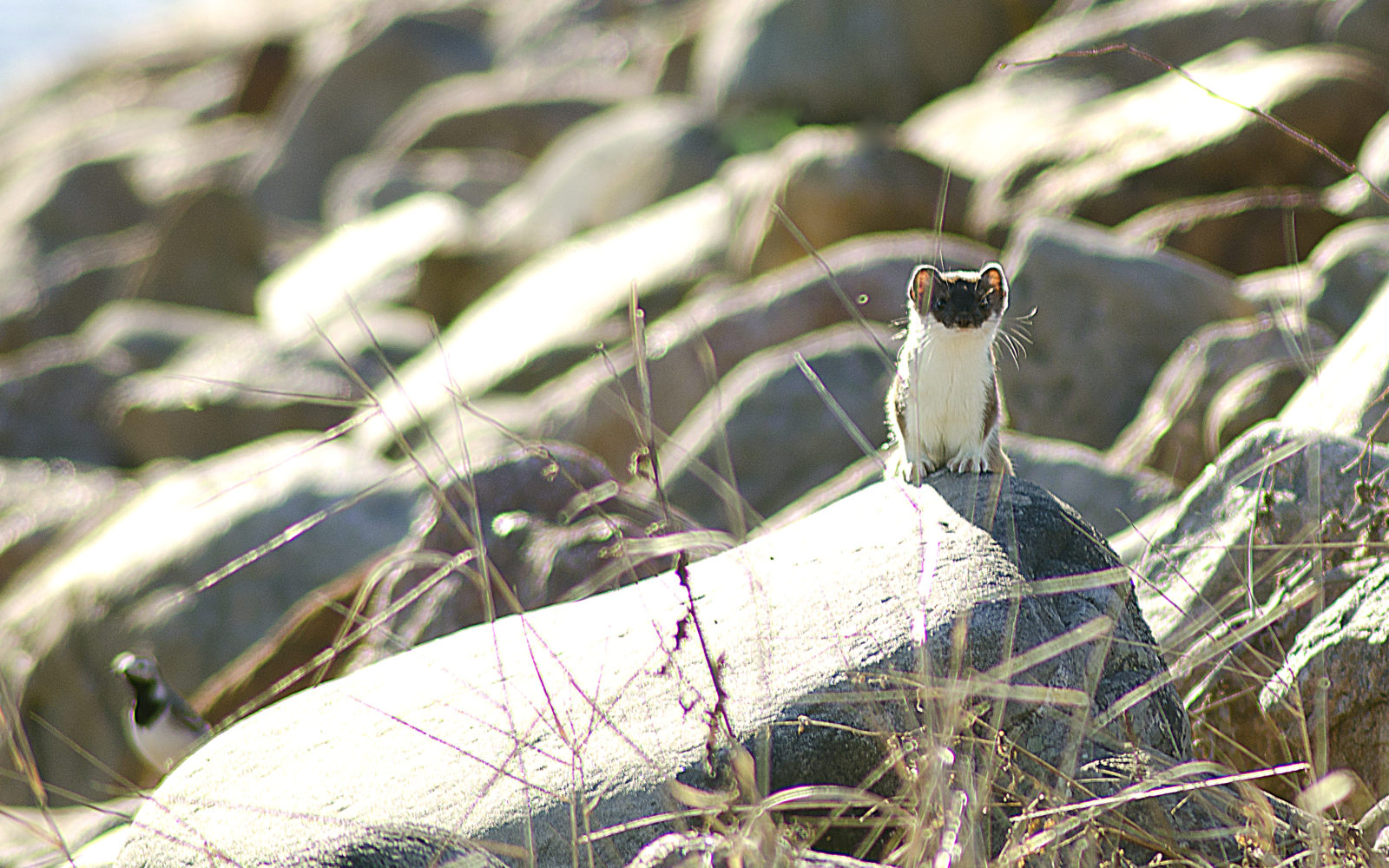 Valokuvaaja: Jouni Marttila