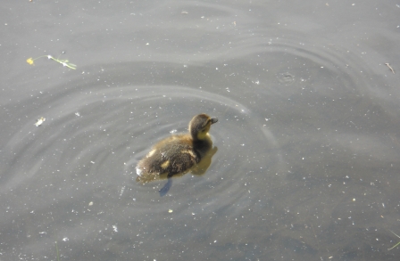 Valokuvaaja: Tiina Arlin