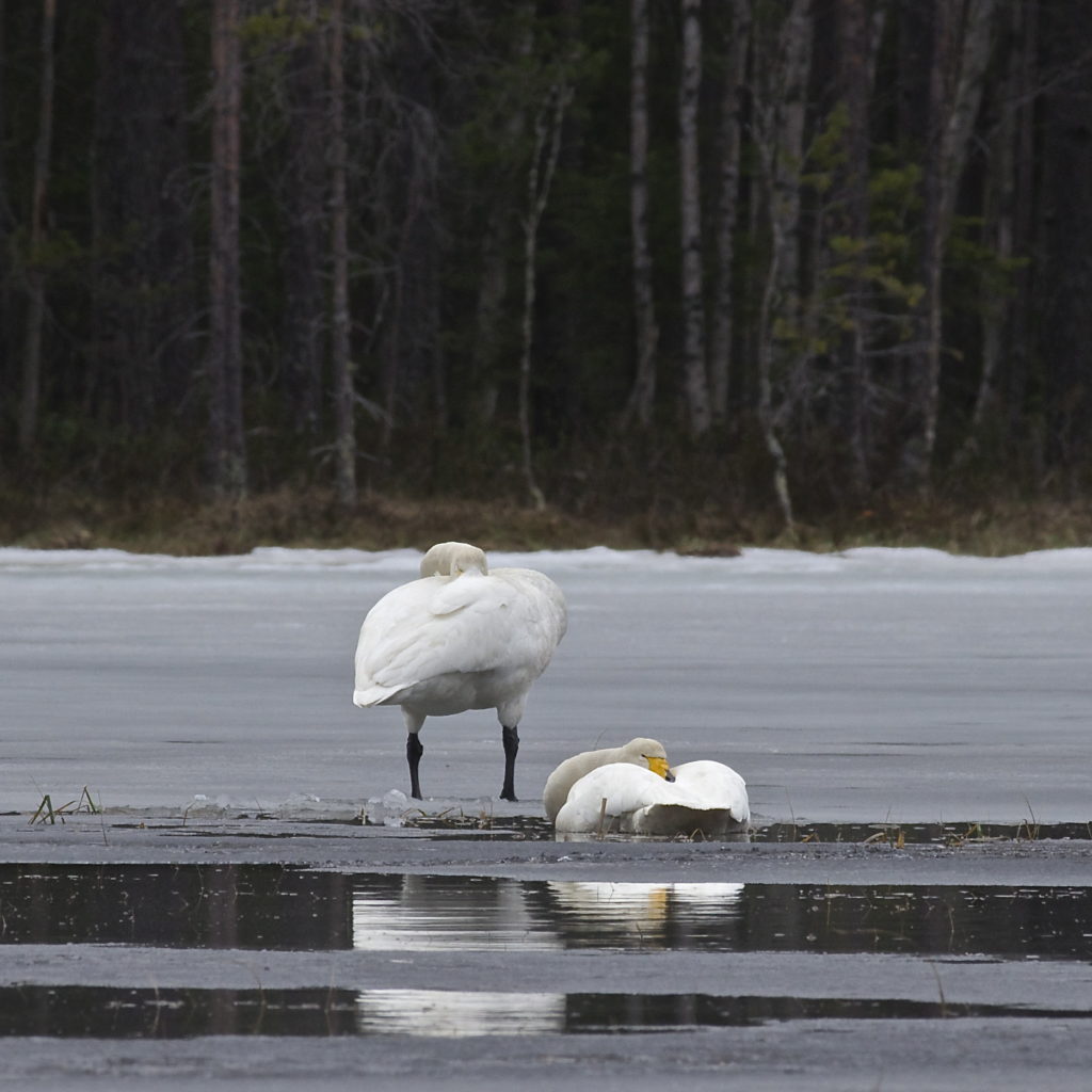 Valokuvaaja: Jari Läylönen Valokuvaaja: Jari Läylönen