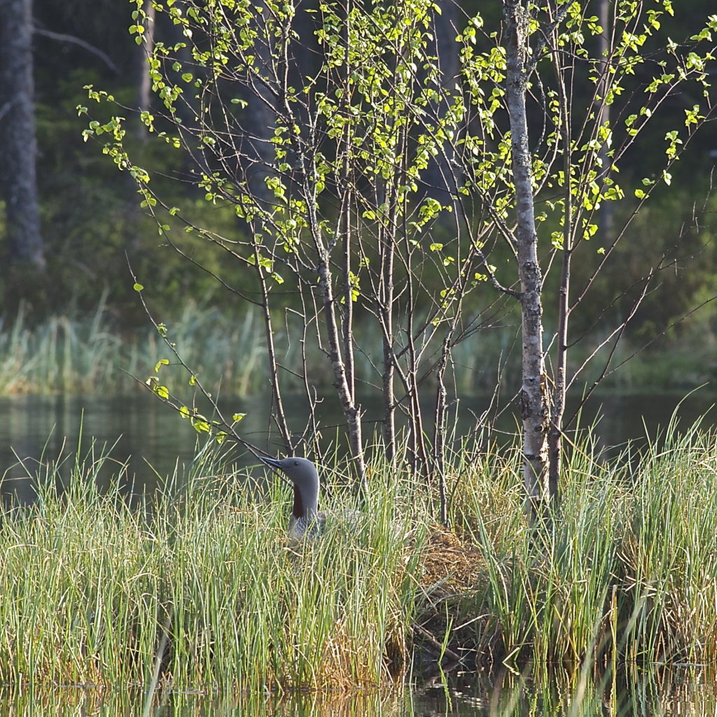 Valokuvaaja: Jari Läylönen